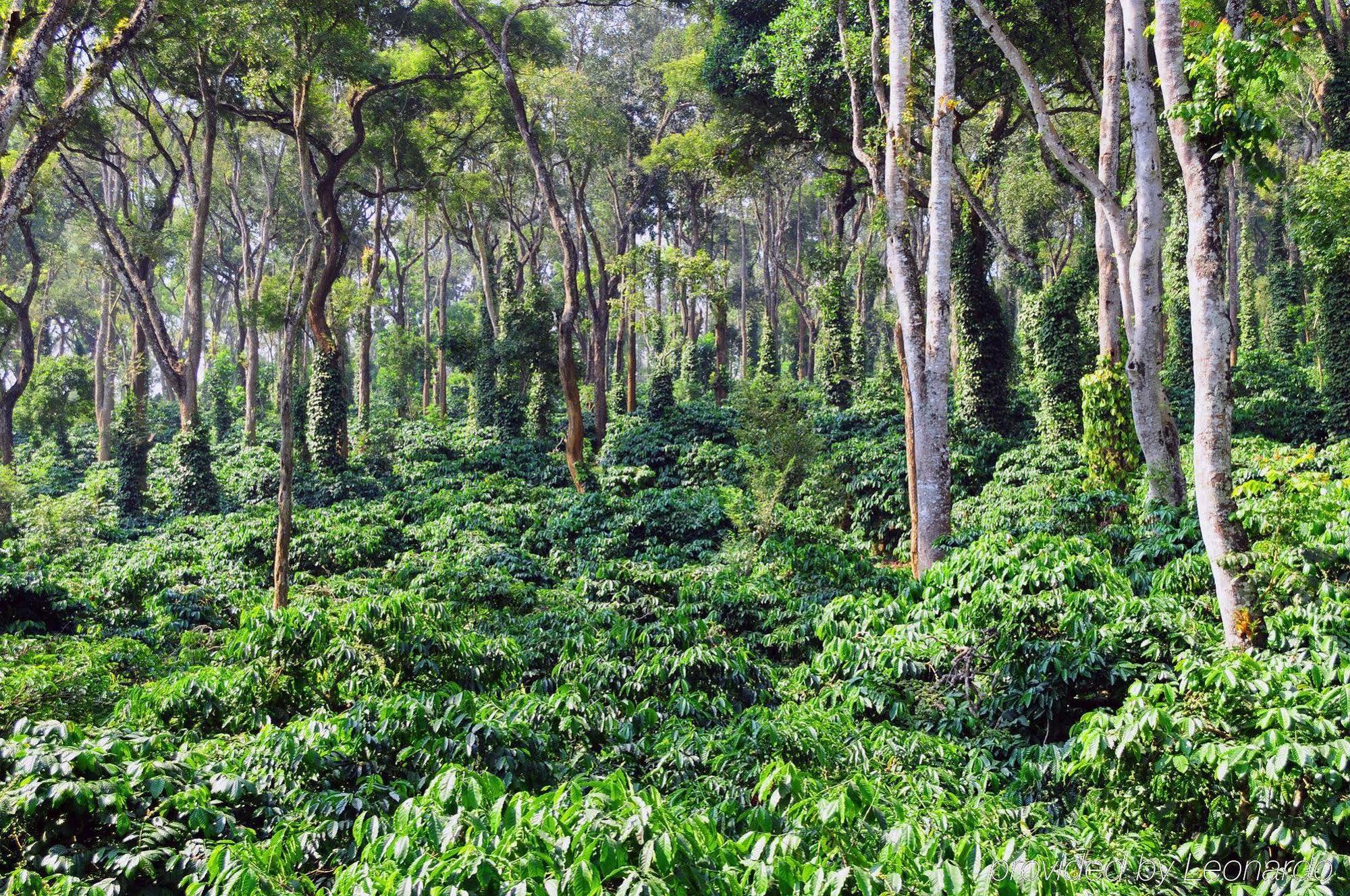 Evolve Back Coorg Hotel Хасан Екстериор снимка